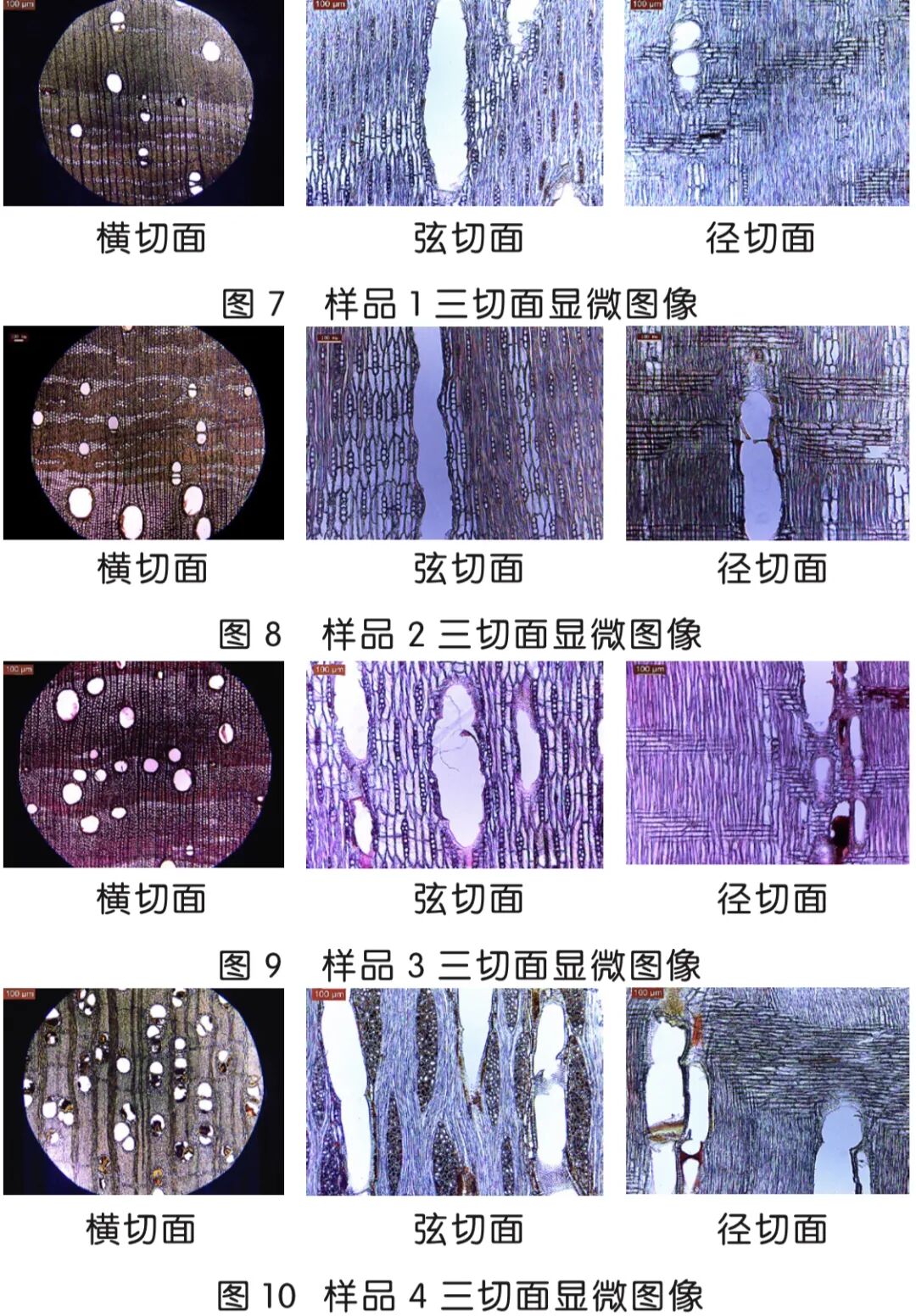 四种标称"缅甸花梨"的木材构造特征与鉴别