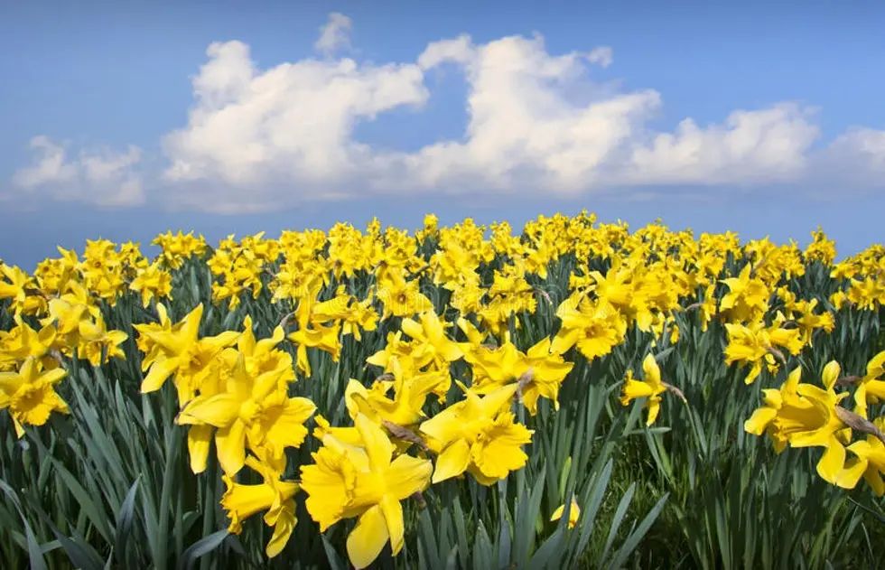 姹紫嫣红：总有一朵花可以点亮你的世界！英国花市大盘点