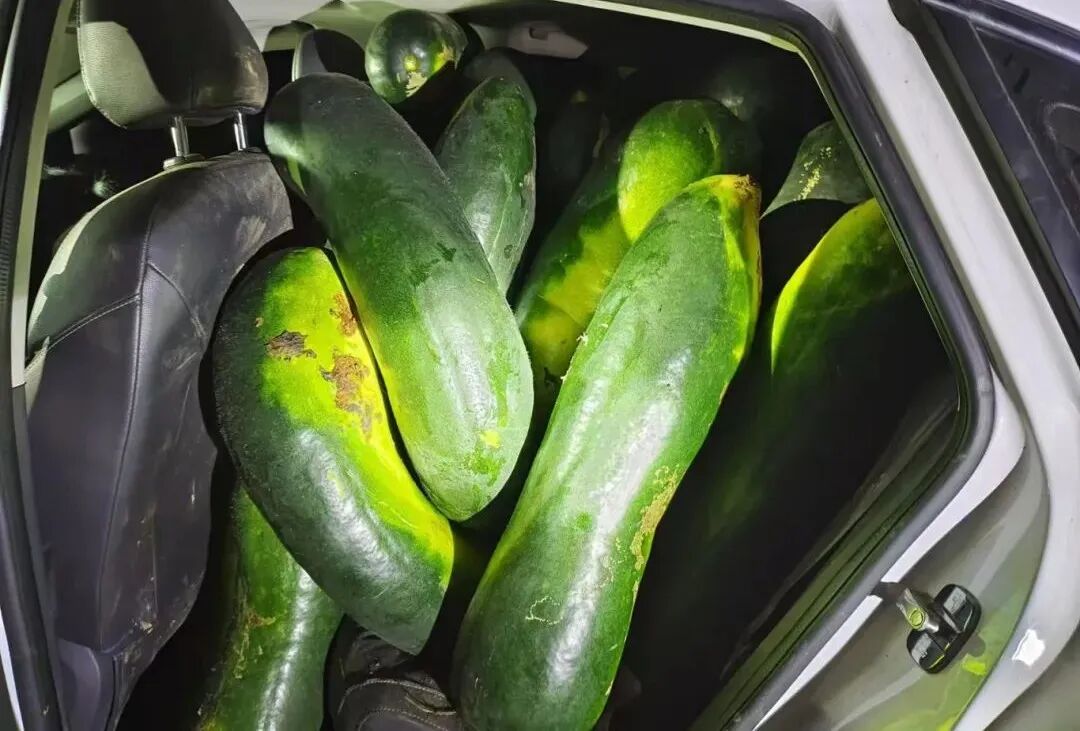 男子跨省偷20000斤冬瓜，在瓜地里被抓