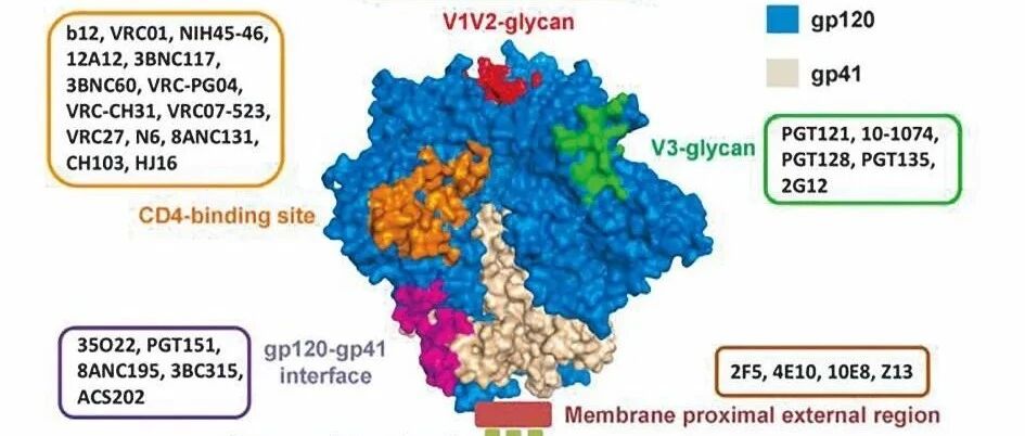 你知道艾滋病病毒的膜蛋白上有哪些广谱中和抗体表位吗？