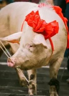 七十二潭春节旅游季活动预告来啦！！！