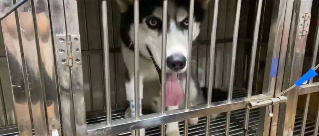 火爆全网的警犬哈士奇突然离世，然而这里面的原因，网友都气炸了！