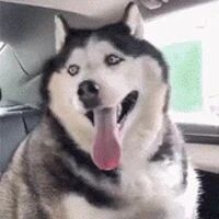 网友把哈士奇放奶奶家养3个月，结果带回时居然变成这样，好吓人！