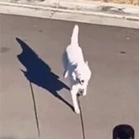 网友偷拍帅哥，可没想到被他遛的狗给笑惨了，好沙雕！