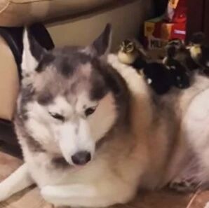 网友带回一群小鸭子，结果二哈居然瞬间变安静了，笑喷！