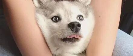 哈士奇和博美相恋生下宝宝，没想到颜值可以这么逆天，美爆了！