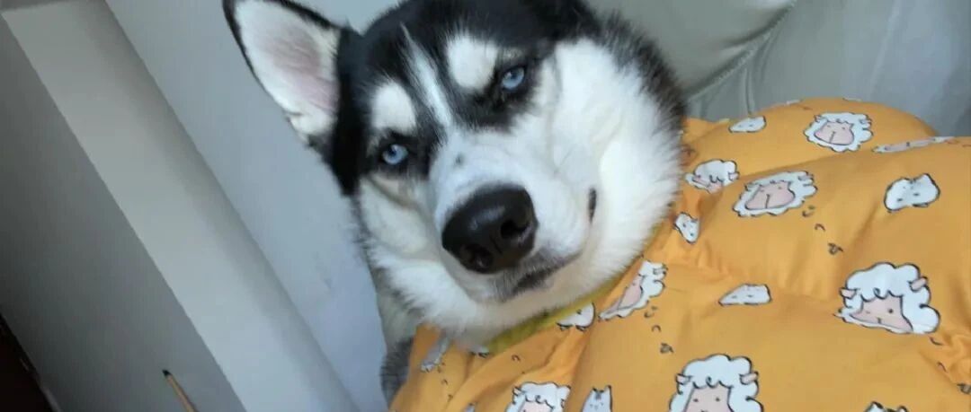 网友发现二哈鬼鬼祟祟，结果进卧室一看，居然满地的钞票，好崩溃！