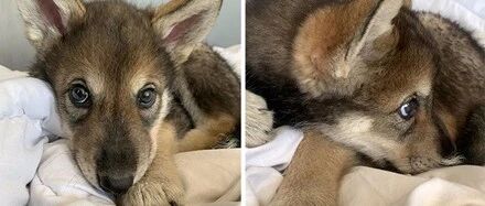 三天大的狼崽被母亲遗弃，结果居然被小姐姐养成了只大二哈，暖爆了！