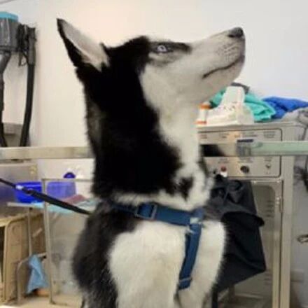 哈士奇第一次进烘干机，结果下一秒的反应，网友笑疯了！