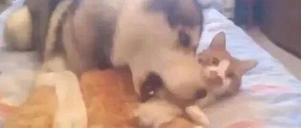 哈士奇对橘猫做不可描述的事，猫咪竟毫无抵抗，太不可思议了！