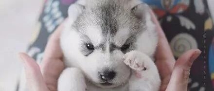 妹纸晒出刚出生没多久的哈士奇宝宝，网友都被萌翻：组团偷狗去！