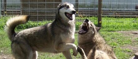 网友收留了一头狼，结果和二哈生活在一起后：这狼大概废了吧！