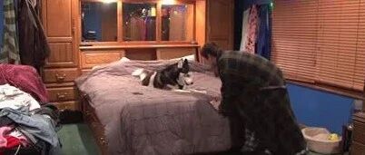 网友把手机放床上去洗澡，结果出来后他崩溃了：这狗还能要？