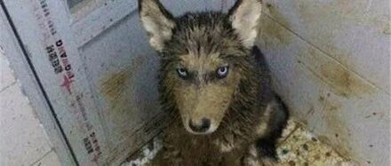 网友带哈士奇到乡下，可没想到狗子居然爱上了粪坑，哭笑不得了！