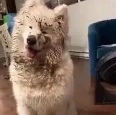 萨摩耶第一次回农村，结果当天差点就被赶了出来，不忍直视！