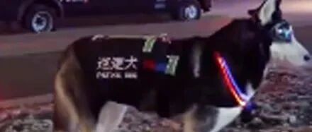 哈士奇成功考进特警队，出任务的画面，简直帅到炸裂！