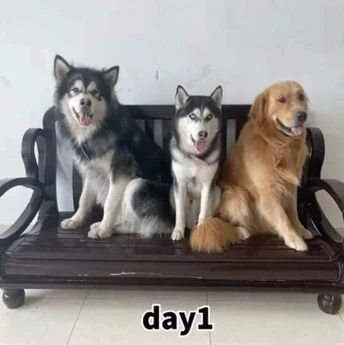 网友买了个实木沙发，可没想到在三只狗子下居然撑不过半个月，笑喷！