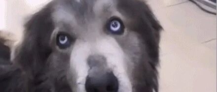 网友晒出自家大金毛，结果大家看到它的长相后都笑疯了：那是二哈！