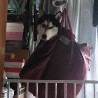 哈士奇咬坏化妆品，结果女主这样惩罚它，网友：很佛系！