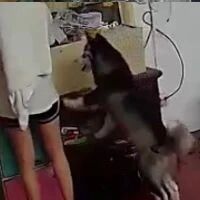 网友在哈士奇面前拆零食，下一秒狗子竟然做出这举动，太沙雕了！