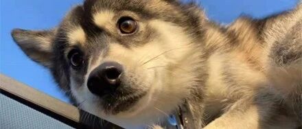 网友在车里睡觉，可没想到车顶居然跑上去一只二哈，笑喷了 ！