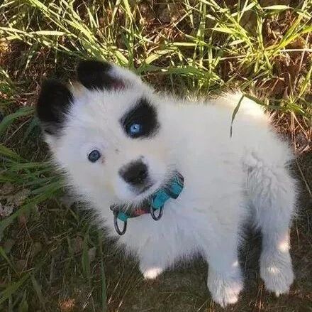 哈士奇和萨摩结合，生下了只超丑的宝宝，可没想到长大后这么飒！