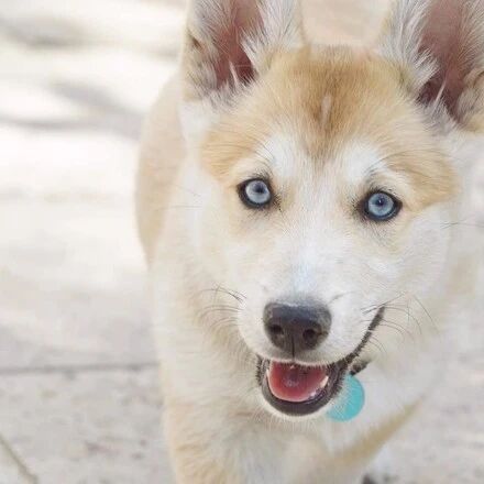 男子晒出高颜值的哈士奇，然而网友看到它全身照后却笑喷了：原来是个……