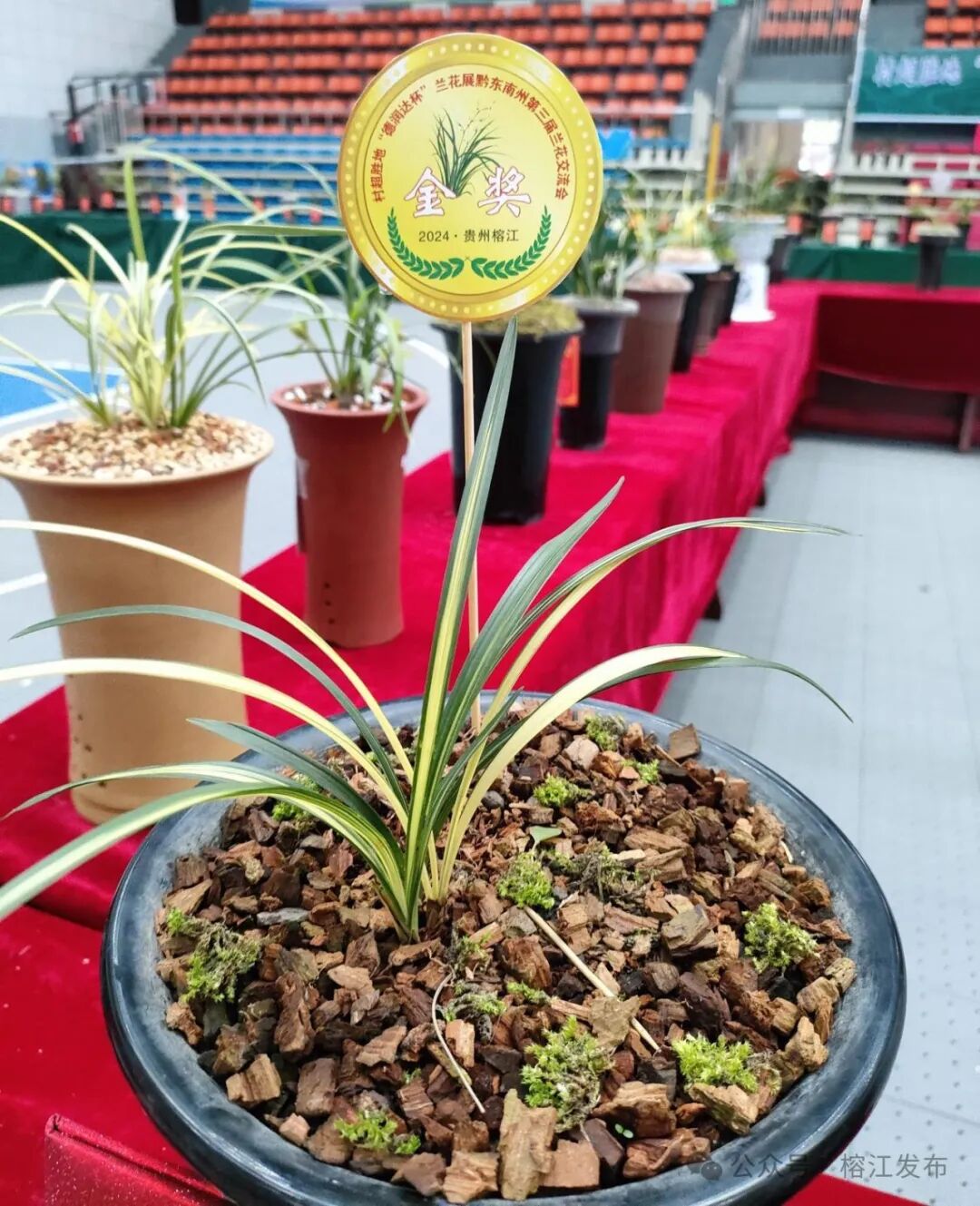 榕江县举办德润达杯贵州村超兰花展暨黔东南州第三届兰花展