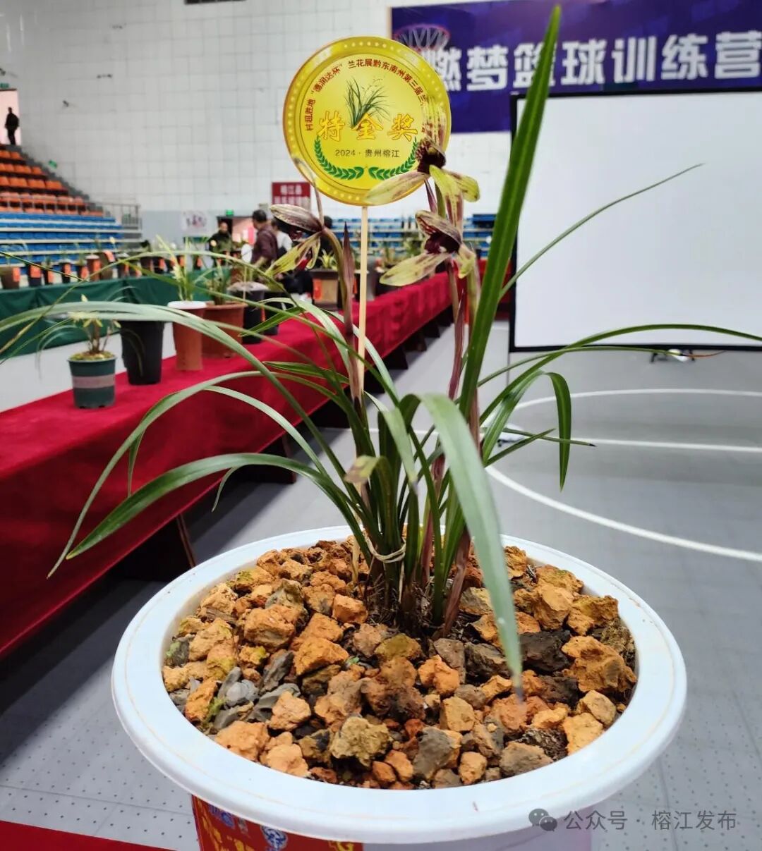 余名兰花爱好者携带各类兰花490盆参展,共评选出特金奖1名,奖金5000元