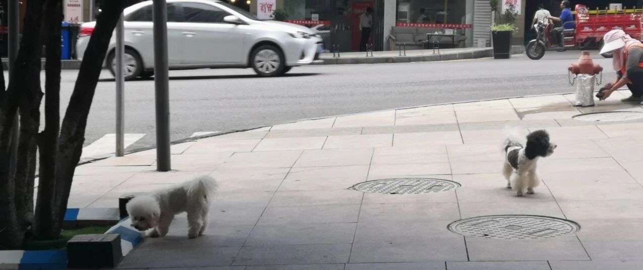 网传世纪城6:00-23:30禁止遛狗，有人不解有人叫好