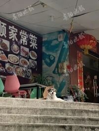 不文明养犬情况依然存在