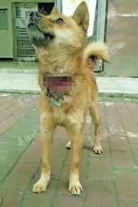 小区流浪狗 疑遭人割喉