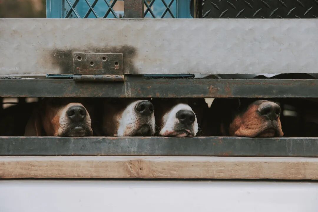 资本涌入、巨头下场！宠物行业格局要变了