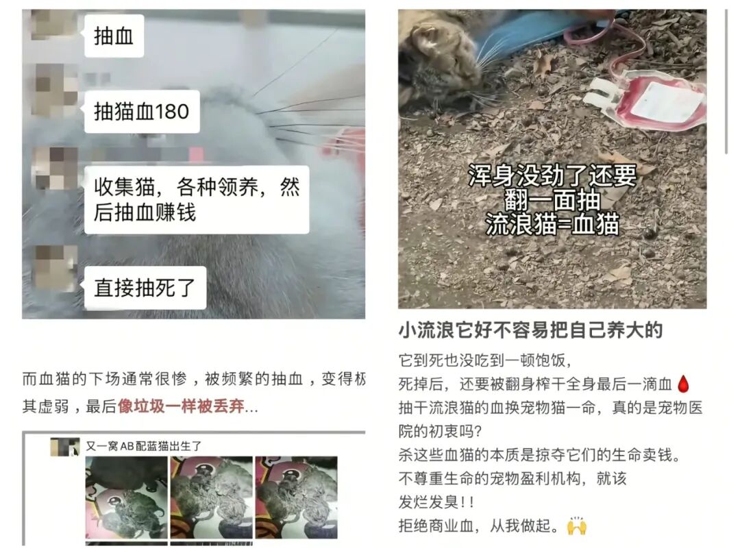宠业黑产曝光：行业该如何自救？