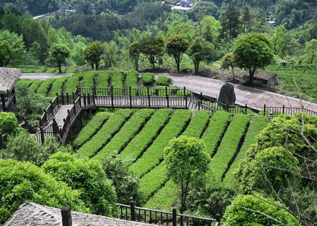 湄潭云贵山茶旅融合项目-马云才摄.JPG