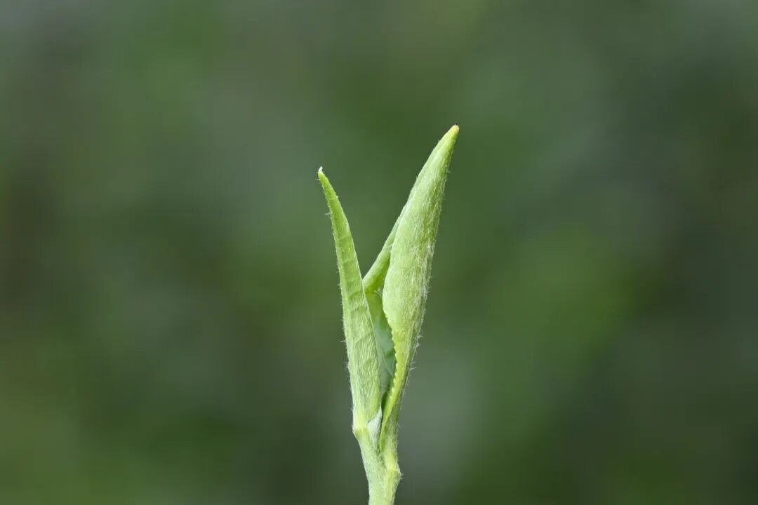 湄潭茶园春芽吐翠-马云才摄.JPG