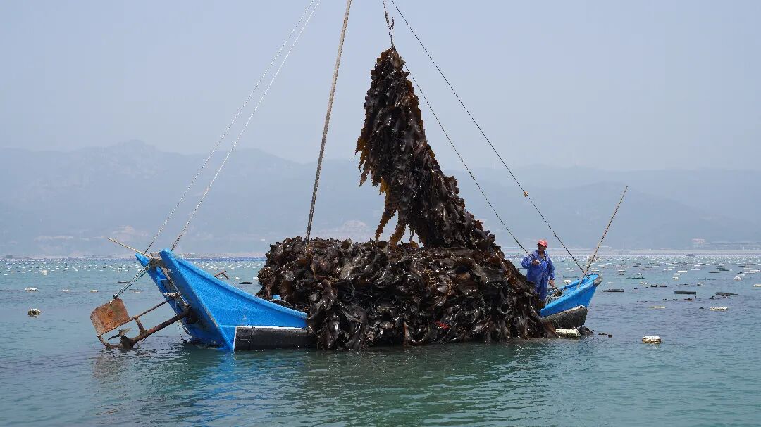 海带丰收的画面.jpg