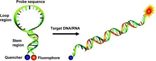 《荧光PCR探针检测简介及其在病毒检测中的应用》