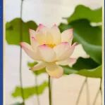 「金秋迎双节·莲开贵人来」——润元兴陈皮热烈欢迎领导莅临视察