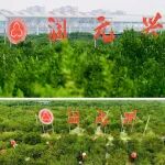 润元兴|冬至喜悦！高端新会陈皮之新皮收藏指南