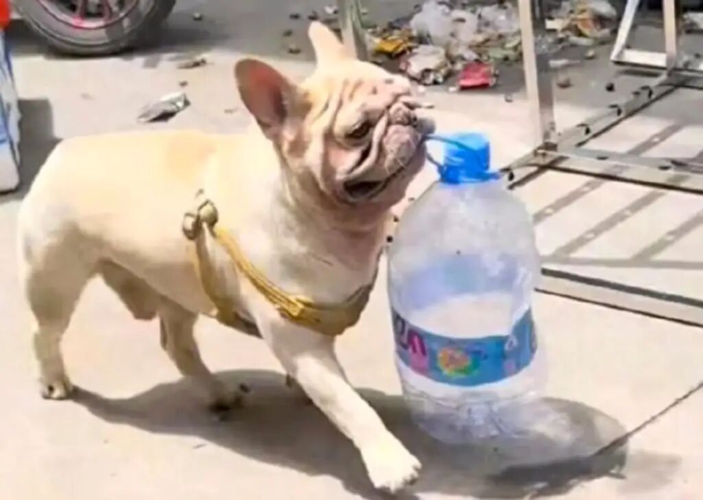 Xiaobai pictured with another used plastic bottle. He has made his owner a lot of money. Photo: Weibo