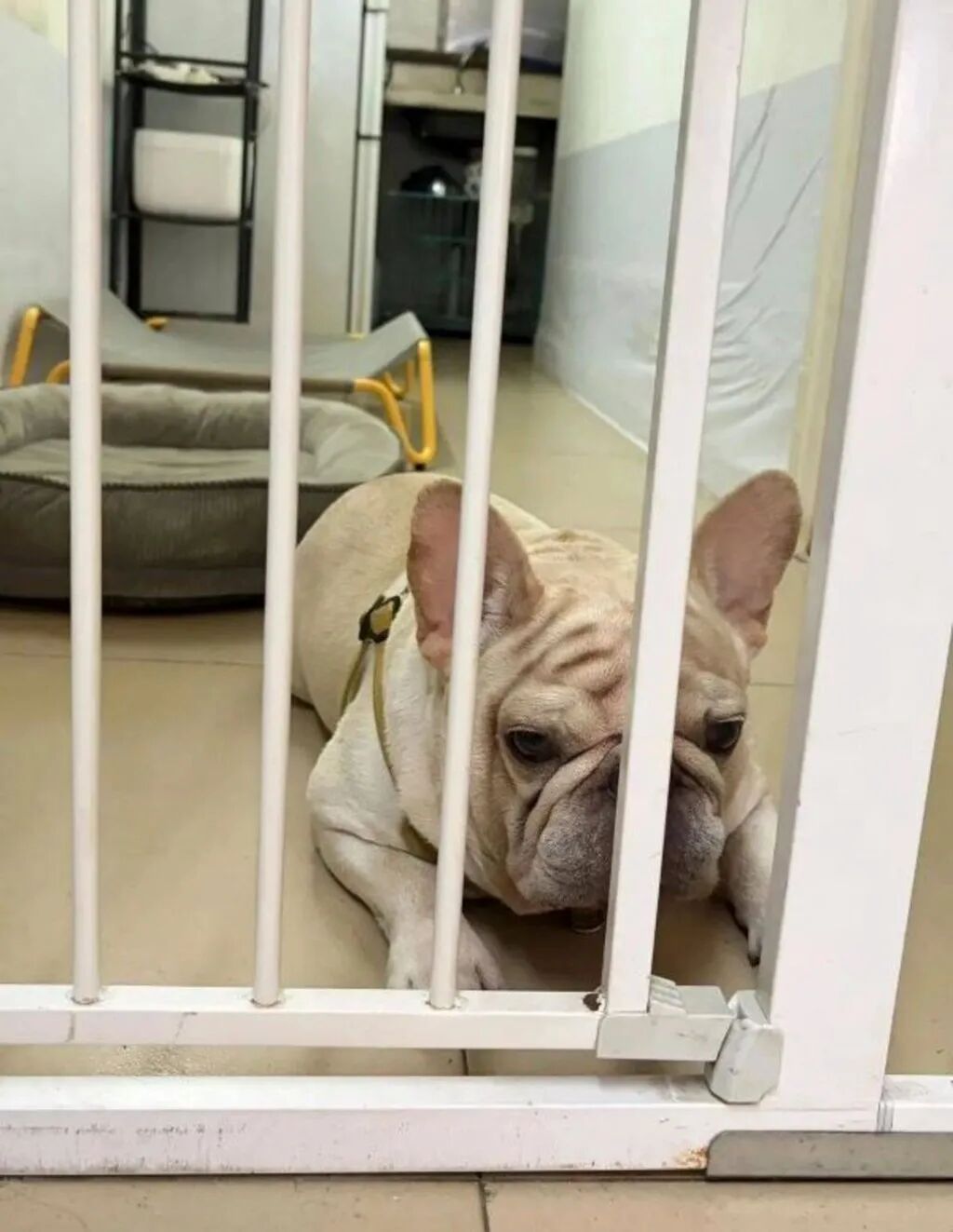 Xiaobai looking down in the dumps after he was confined to his home following the threats. Photo: Weibo