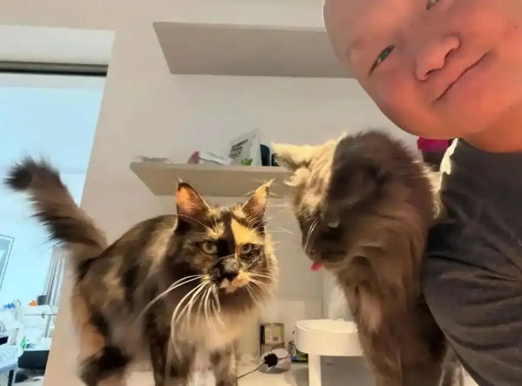 Huan Cong with just two of the many cats he has looked after during the holiday period. Photo: Baidu