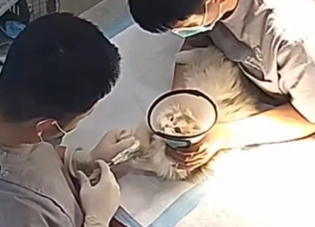 Little Kuankuan looks terrified as a pet doctor gives her an injection. Photo: Baidu