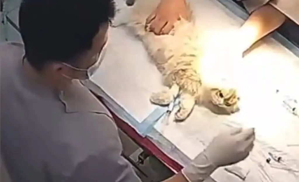 Kuankuan the kitten lies on the operating table of the pet hospital. Photo: Baidu