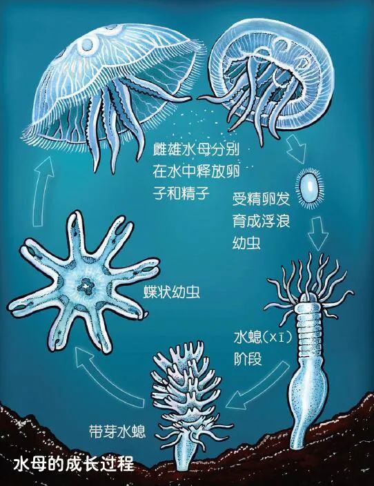 水母生长过程介绍图片
