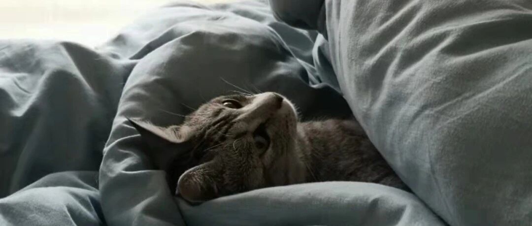 听说铲屎官冬天床上会长猫？