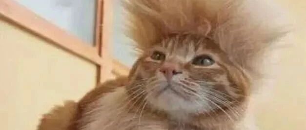 每一只剃完毛生无可恋的猫主子背后都有一个在偷笑的铲屎官