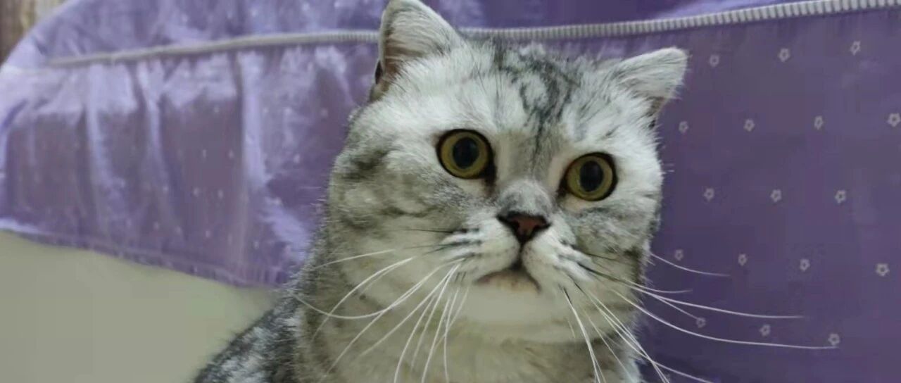 驱虫小知识：铲屎官们都知道怎么给猫咪驱虫吗？