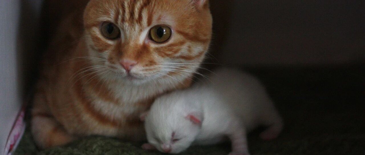 捡到幼猫却不知如何喂养？一份幼猫喂养指南送给你！